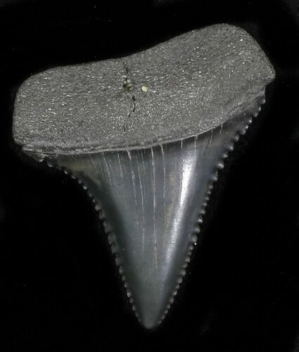 Serrated Fossil Great White Shark Tooth - #31613